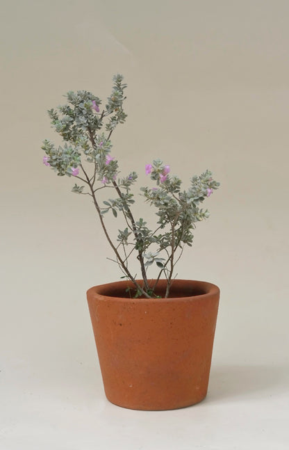 Leucophyllum Texas