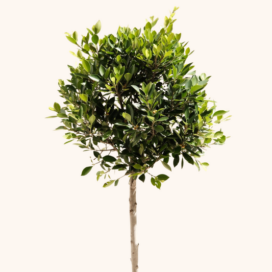 Árbol Laurel de la India