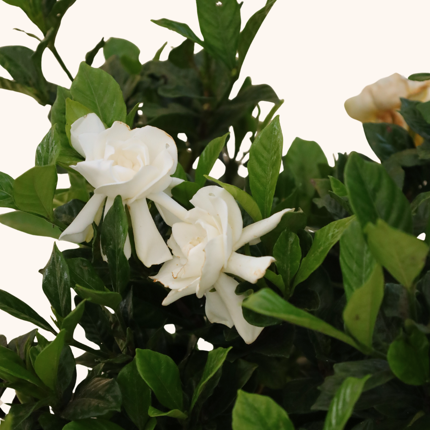 Gardenia
