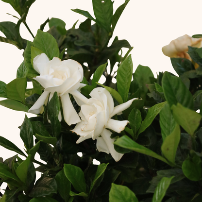 Gardenia