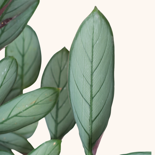 Ctenanthe Setosa