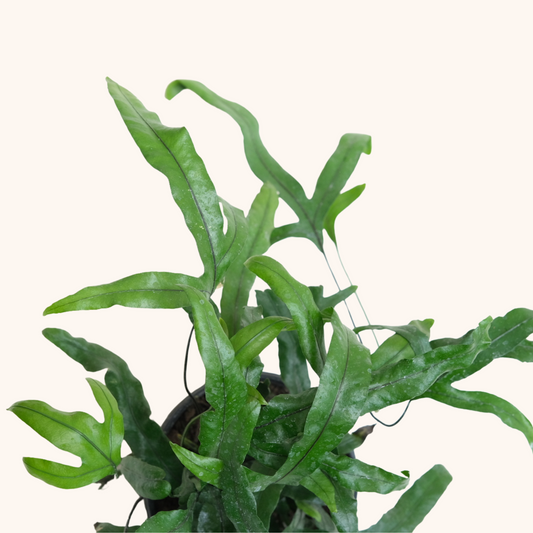 Helecho Microsorum o Canguro