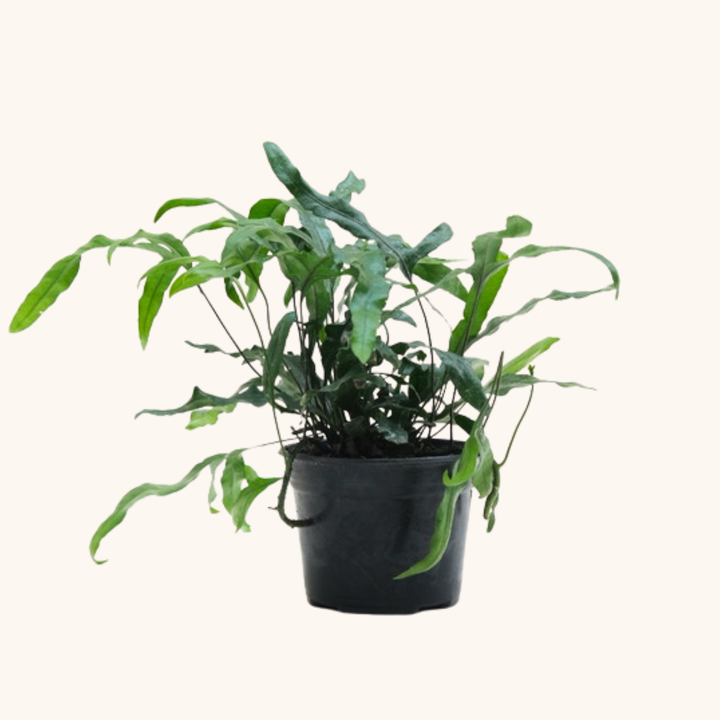 Helecho Microsorum o Canguro