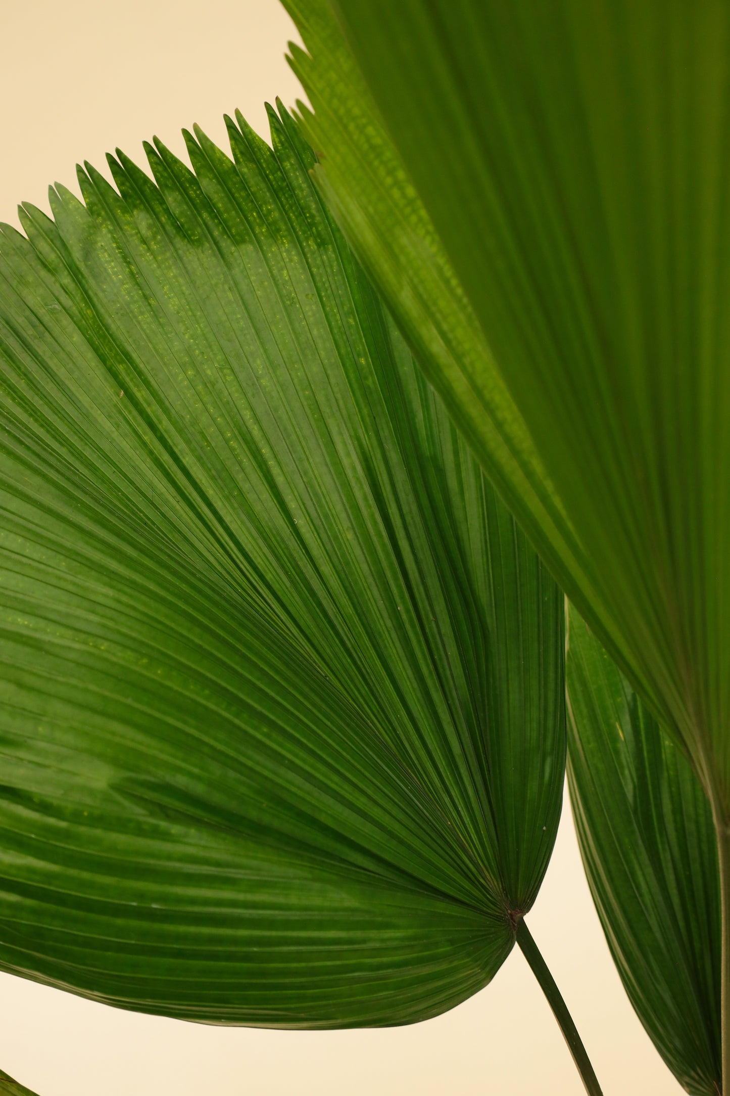 Hoja de palma licuala