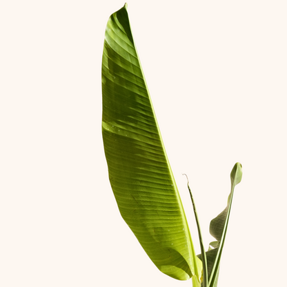 Plátano