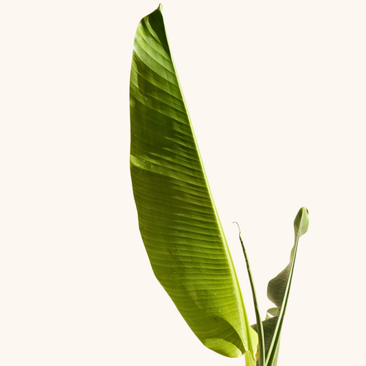 Plátano