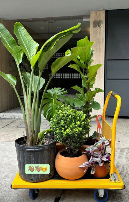 Ficus Pandurata o Lyrata