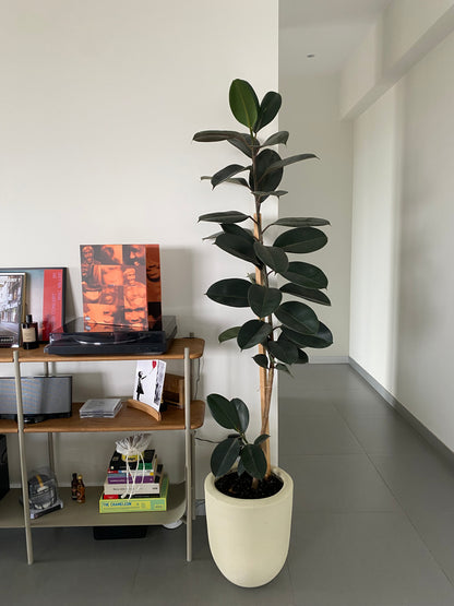 Ficus Hule Negro o Ficus Elástica