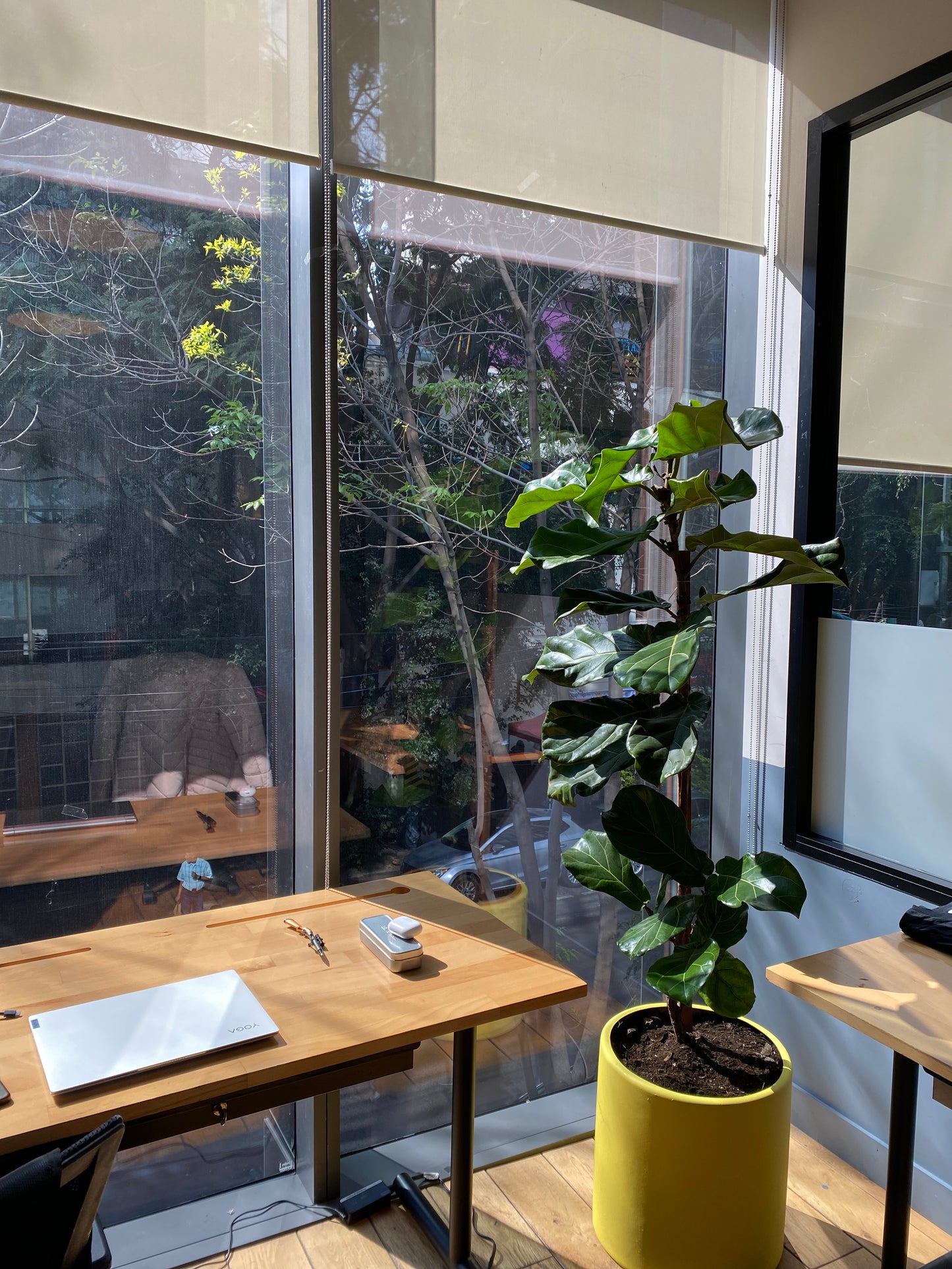 Ficus Pandurata o Lyrata