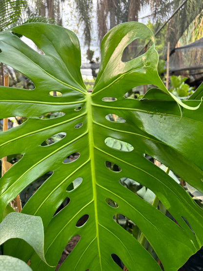 Monstera Deliciosa o Costilla de Adán