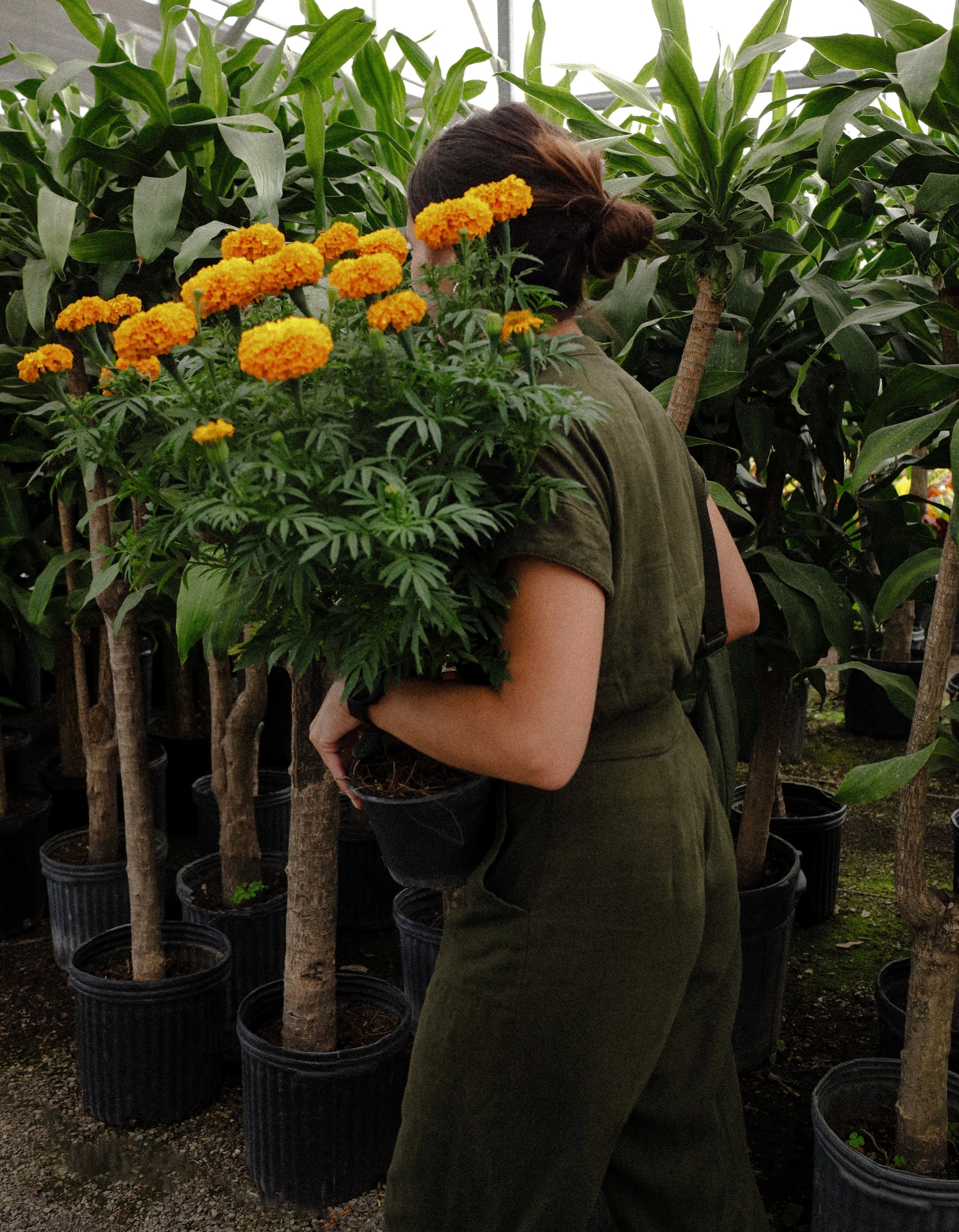 flor de cempasúchil