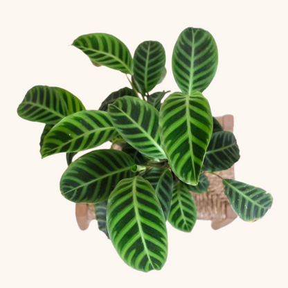 Calathea Zebrina