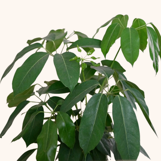 Aralea Schefflera