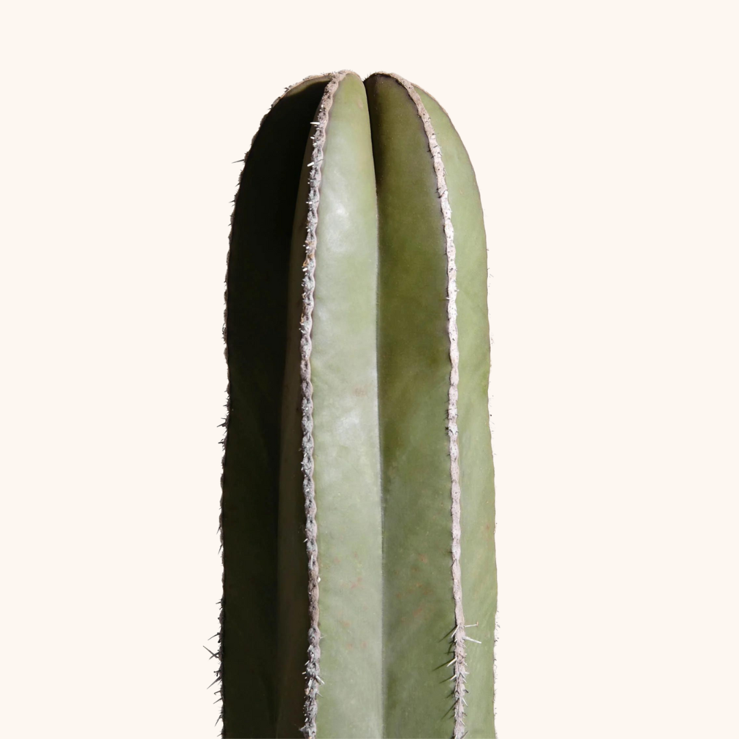 Cactus Órgano