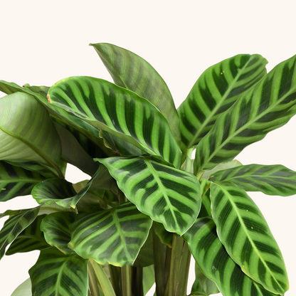 Calathea Zebrina