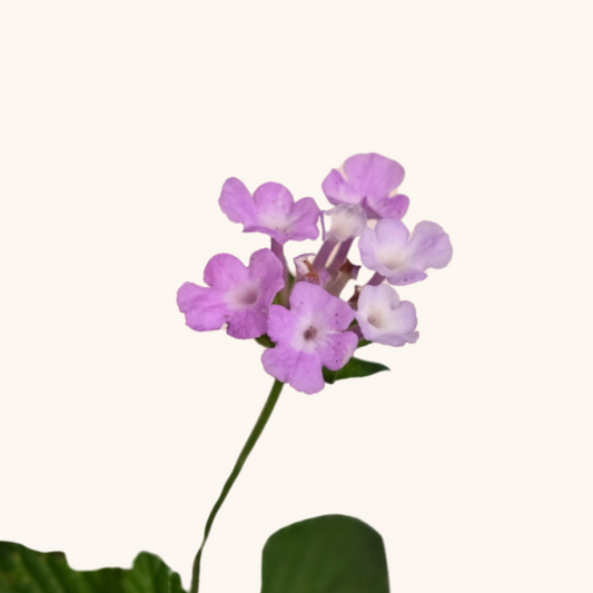 Lantana Montevidensis Lila