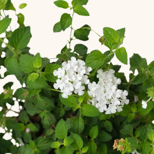 Lantana montevidensis ‘Alba’