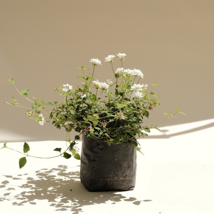 Lantana montevidensis ‘Alba’