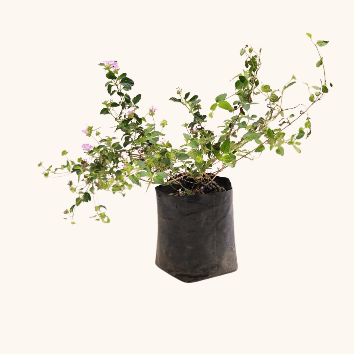 Lantana Montevidensis Lila