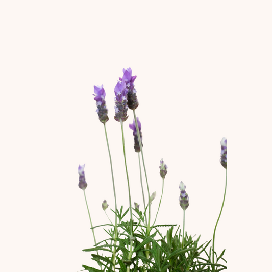 Lavanda