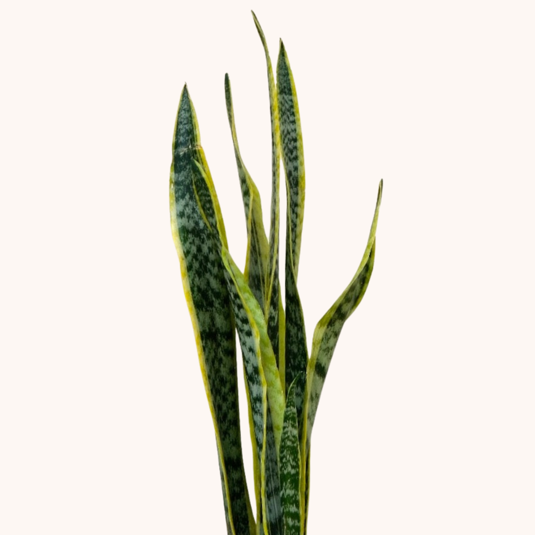 Lengua de Suegra - Sansevieria