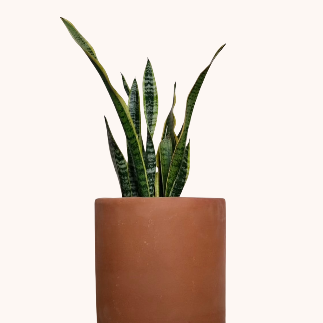 Lengua de Suegra - Sansevieria