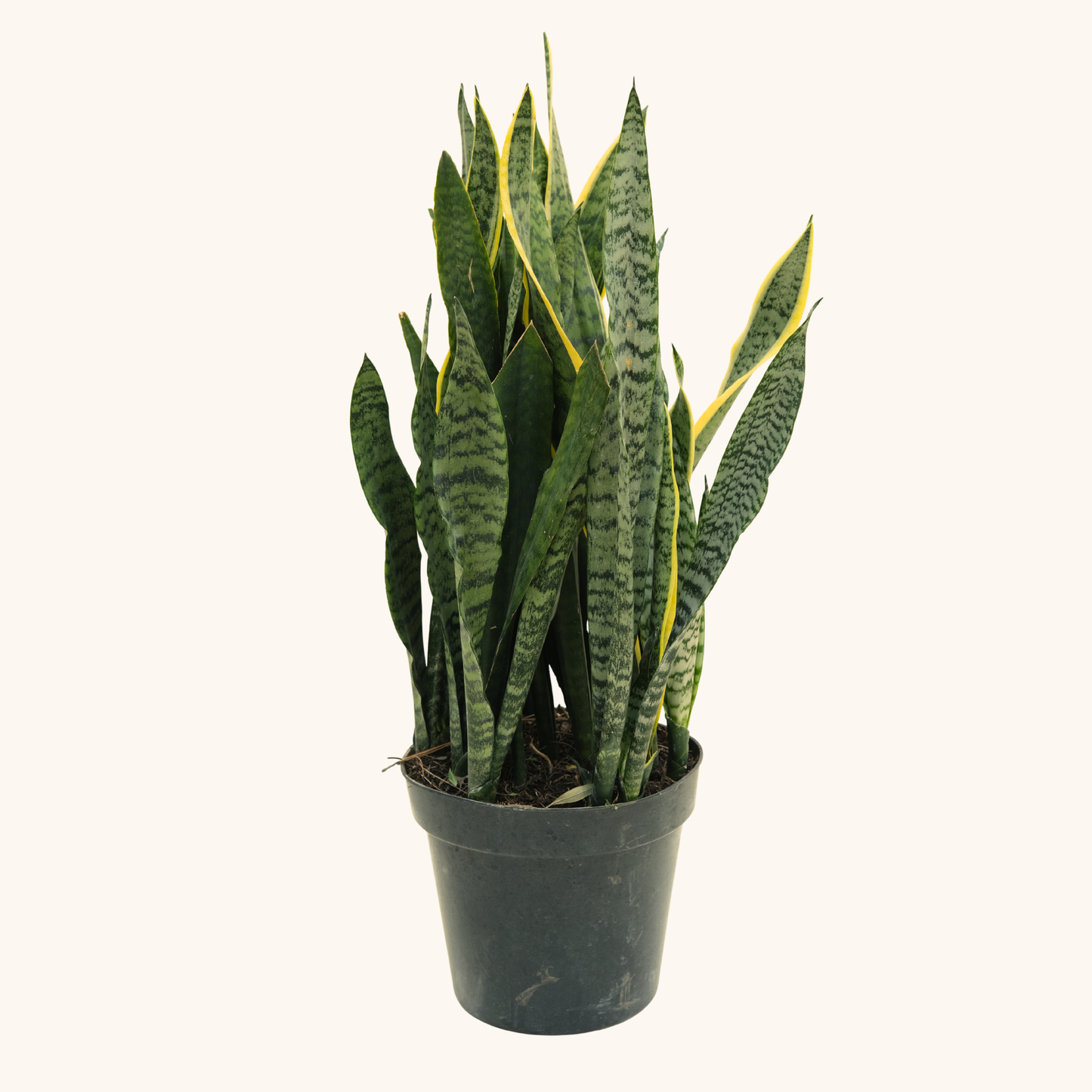Lengua de Suegra Verde - Sansevieria