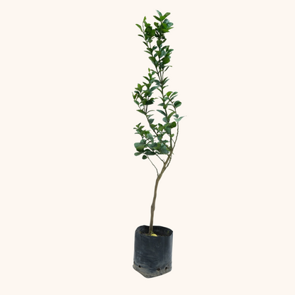 Árbol de Limón
