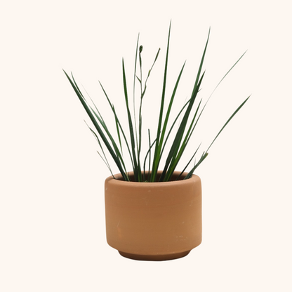Lirio Persa