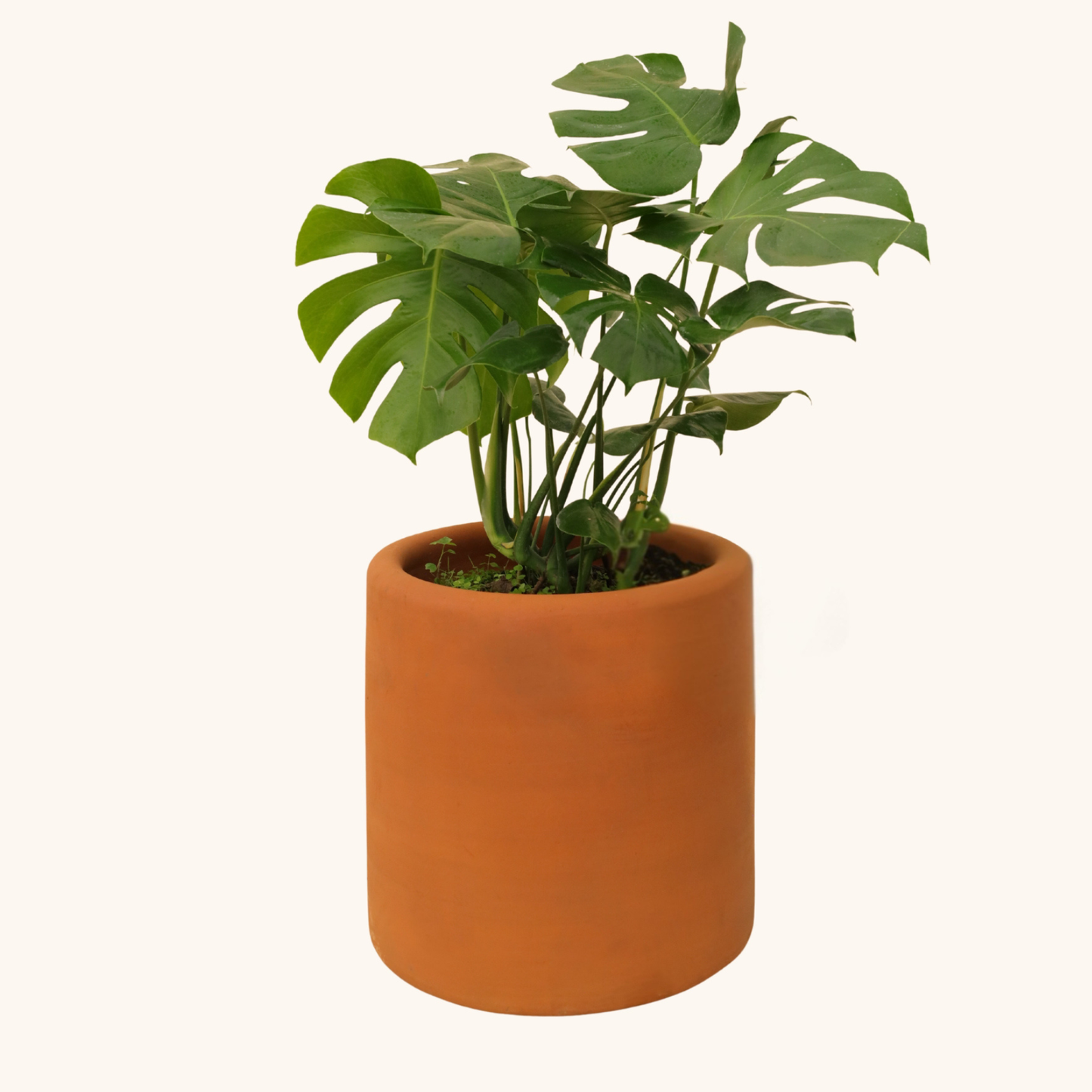 PINANONA MONSTERA COSTILLA DE ADAN