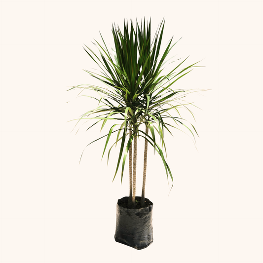 Dracaena Marginata Verde