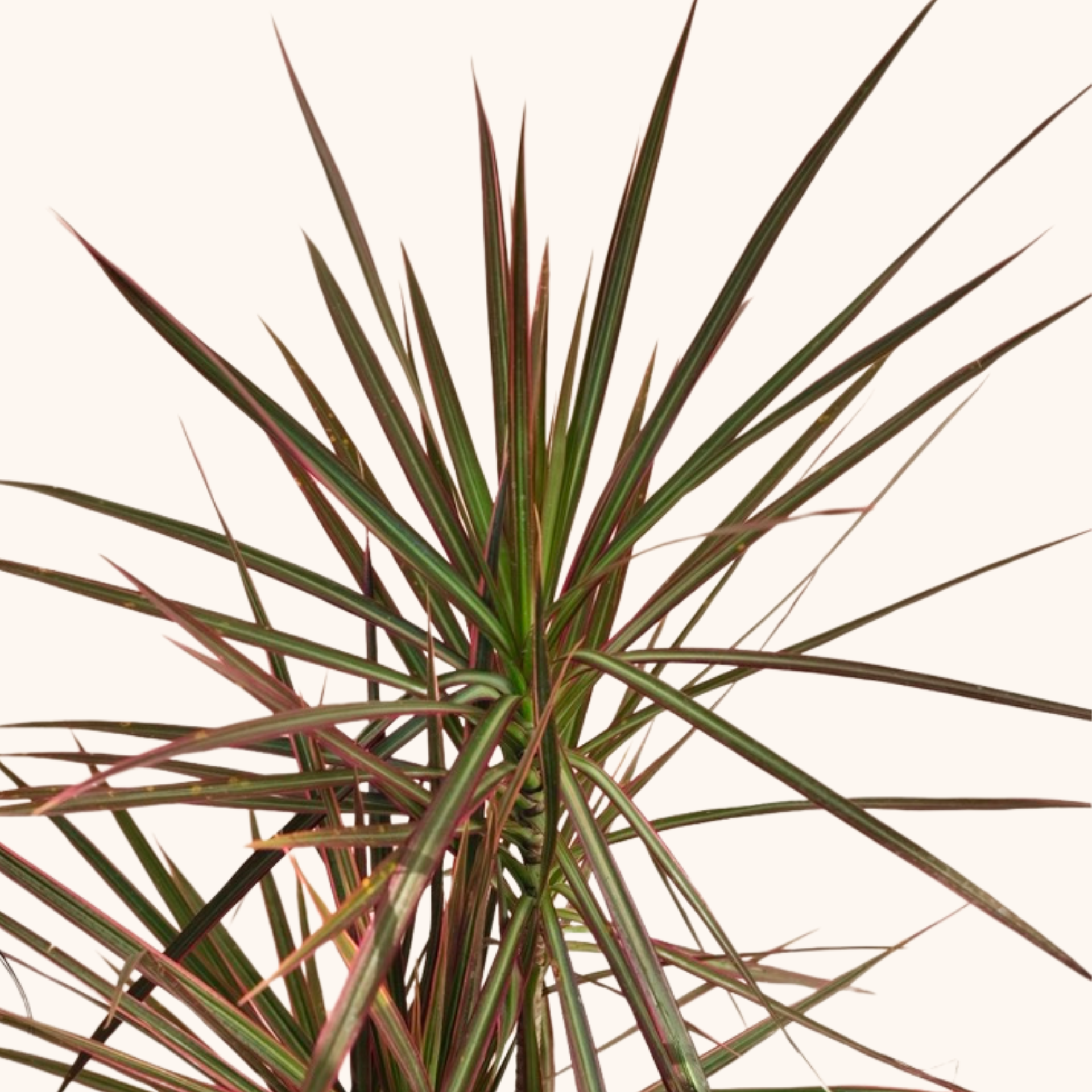 dracaena marginata como reproducir Dracaena Marginata Tricolor