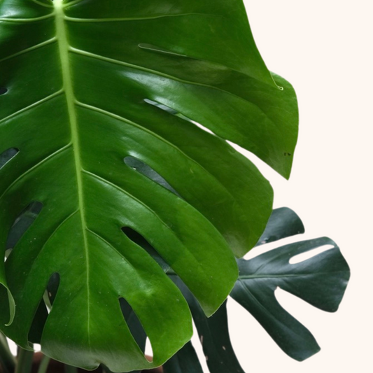 Monstera Deliciosa