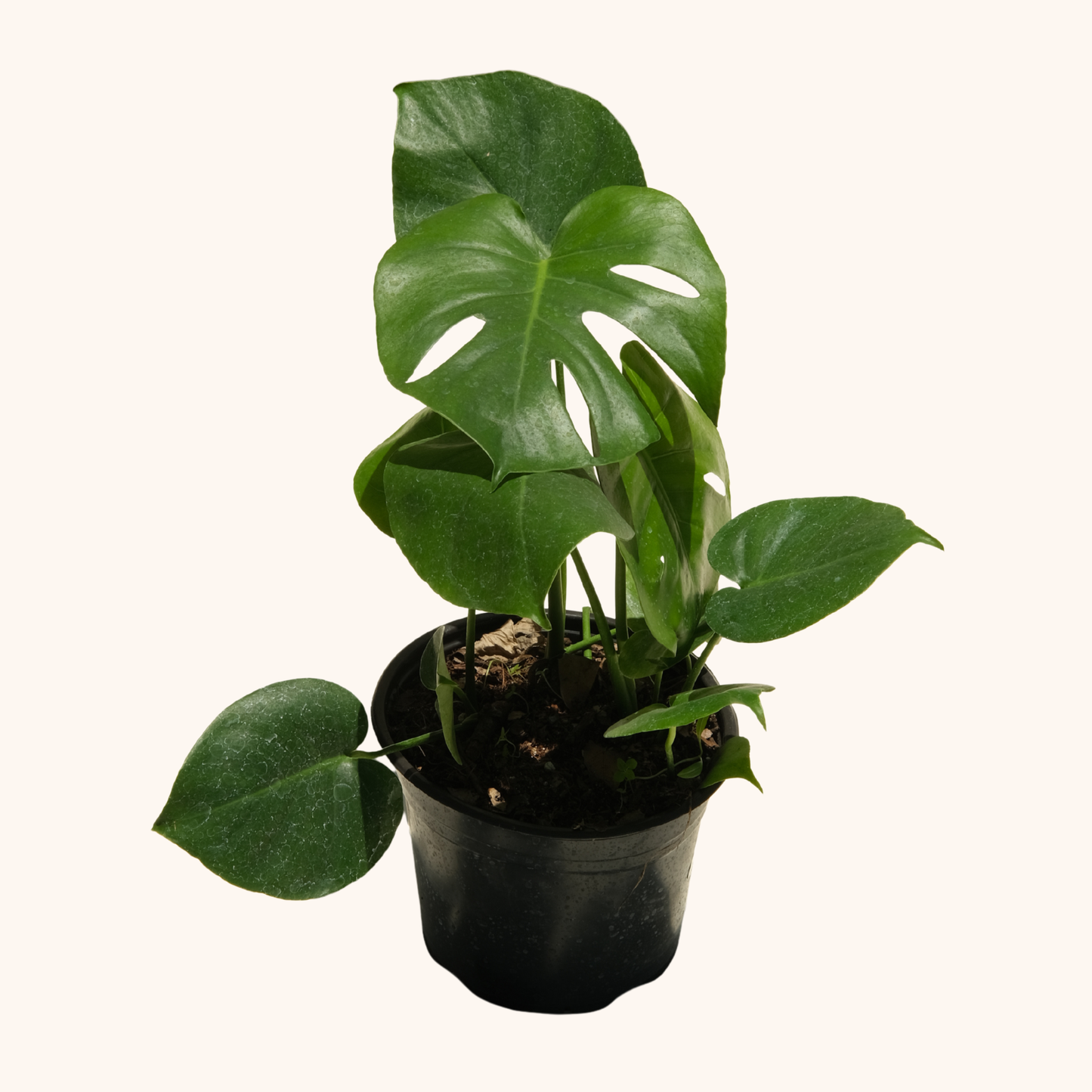 Monstera Deliciosa Costilla de Adán o Piñanona