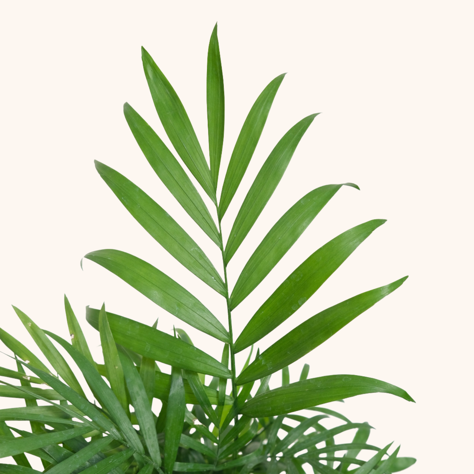 Chamaedorea elegans