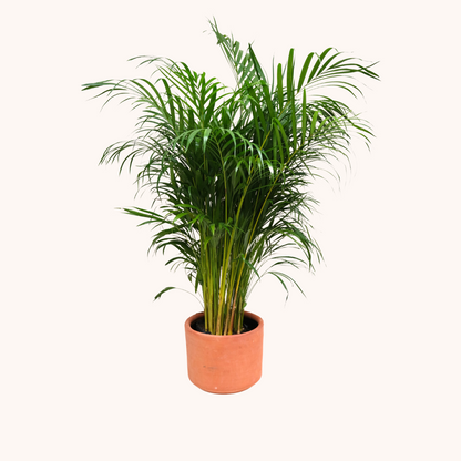 Palmera Areca