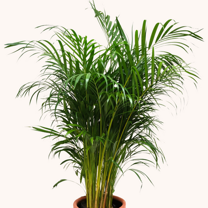 Palmera Areca