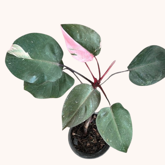 Philodendron Pink Princess