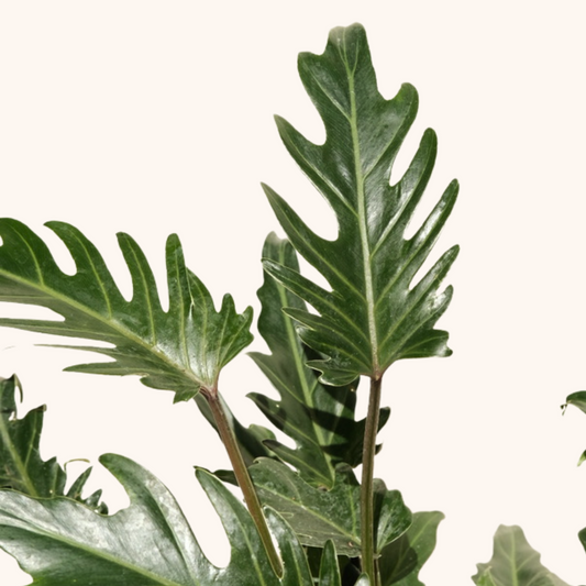 Philodendron Xanadú en maceta