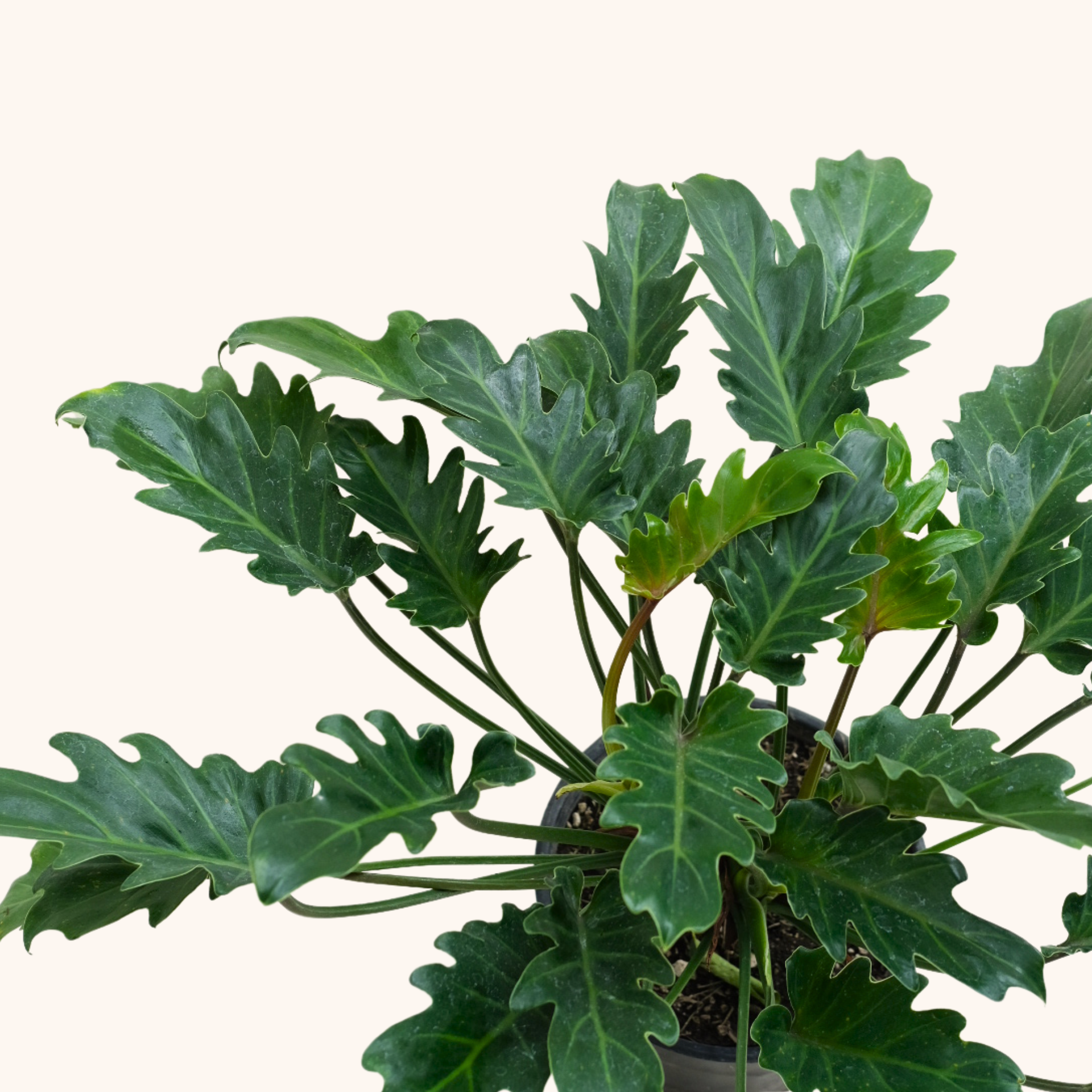 cuidados philodendron xanadu Philodendron Xanadú