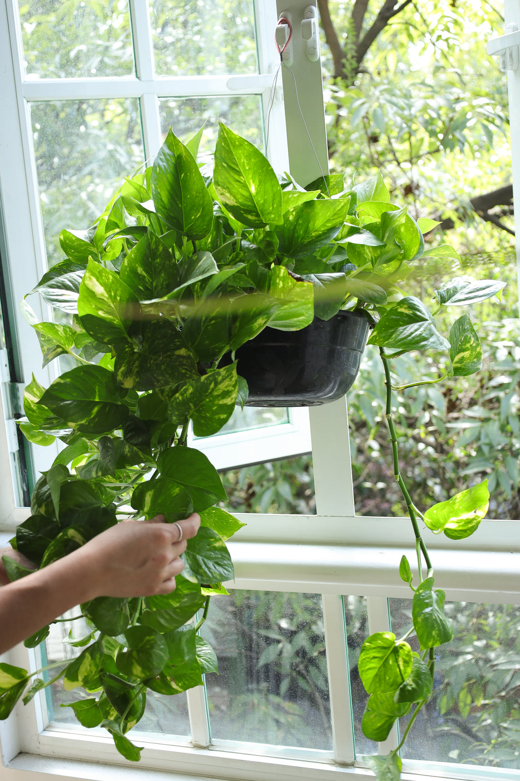 Plantas de bajo mantenimiento y fácil cuidado | Monstera Folks CDMX