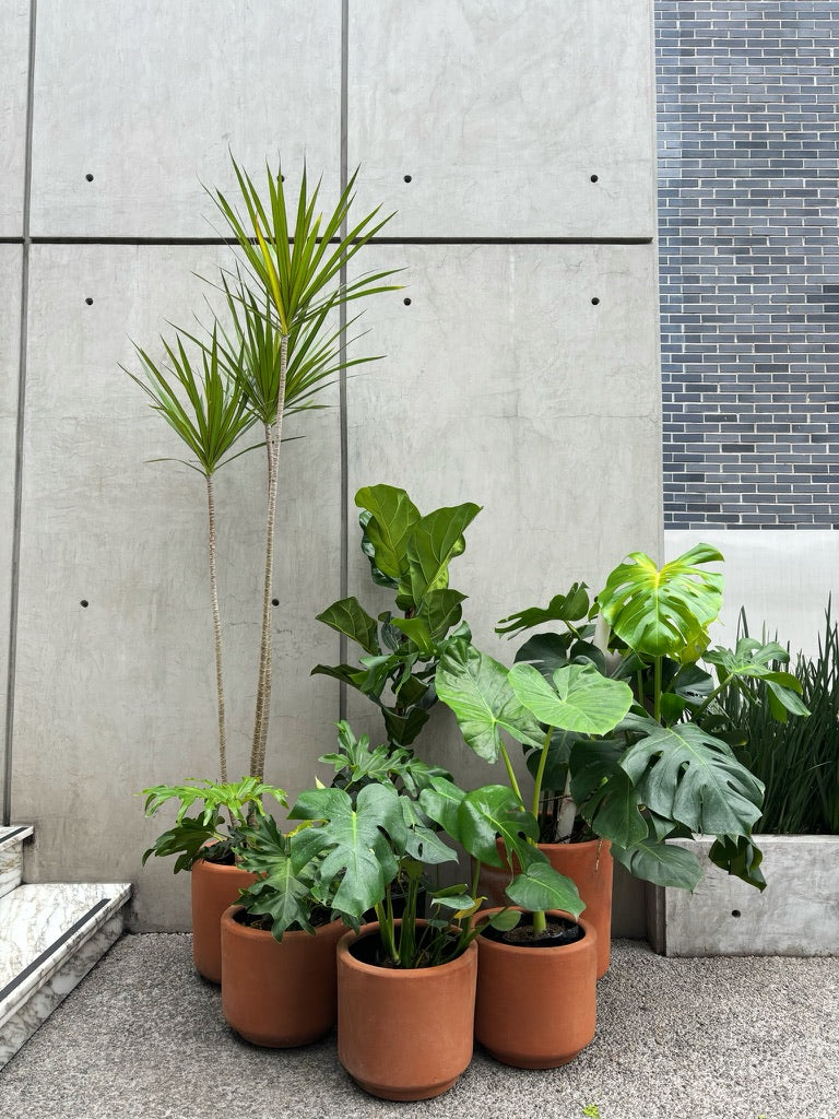 Plantas con maceta de barro