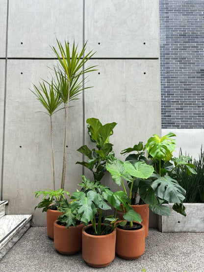 Plantas con maceta de barro