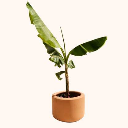 Plátano