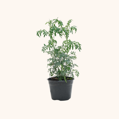 Ruda planta