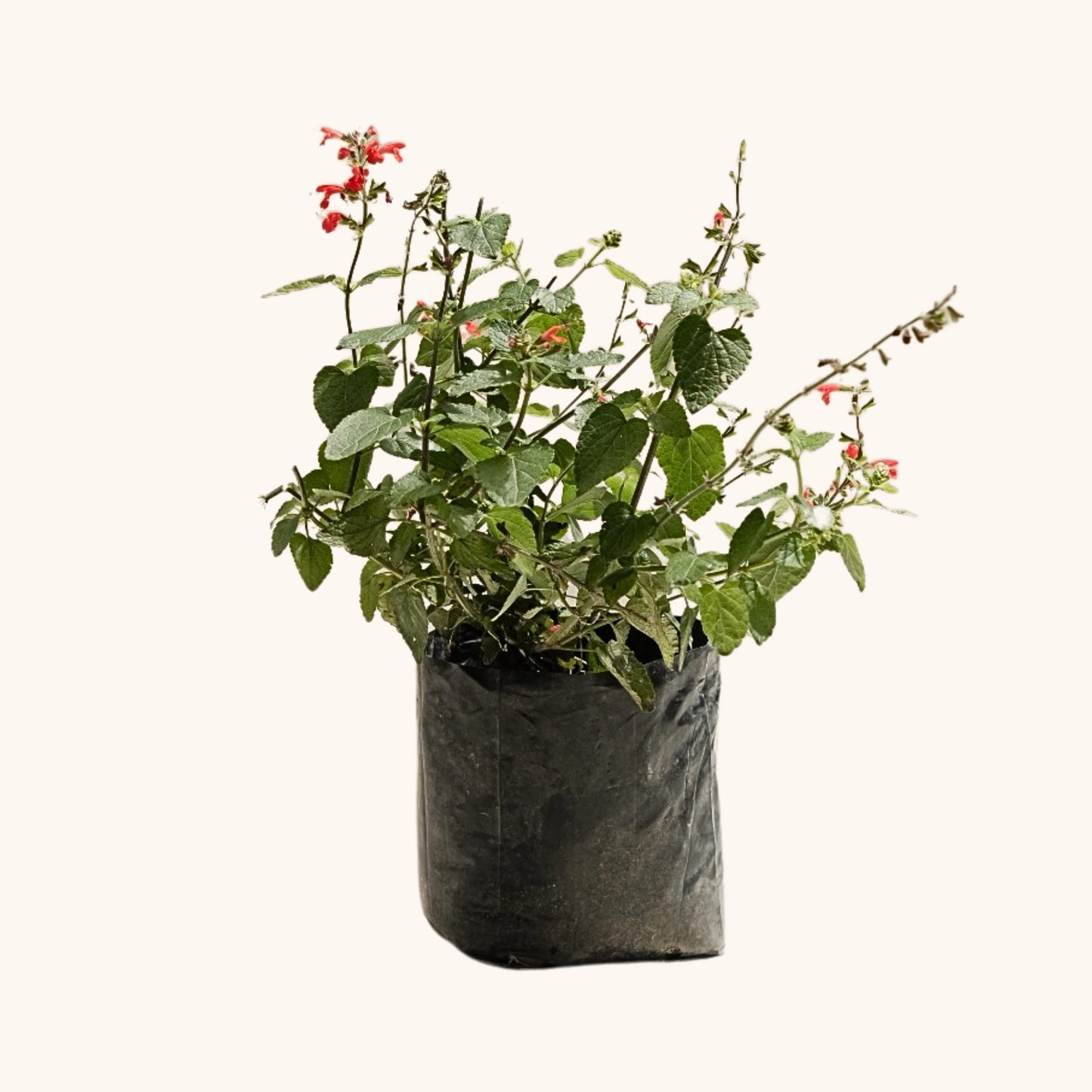 Salvia Elegans Roja