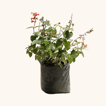 Salvia Elegans Roja