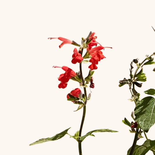 Salvia Elegans Roja
