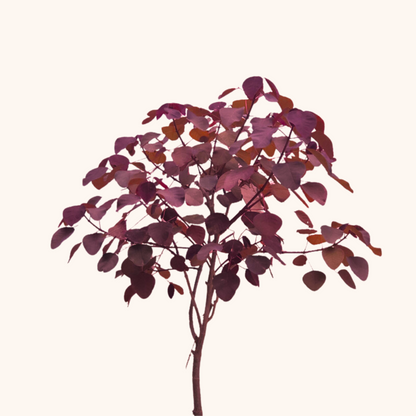 Árbol Sangre Libanesa. Entrega solo CDMX