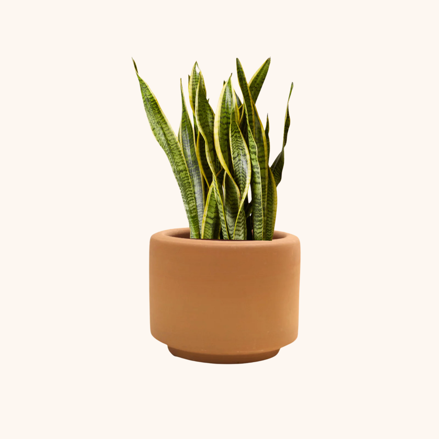 Lengua de Suegra Amarilla - Sansevieria